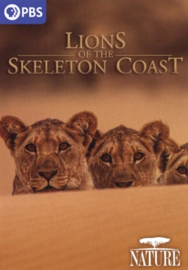 Lions of the Skeleton Coast