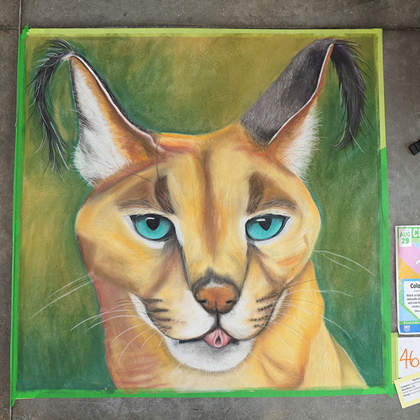 A Caracal Cat