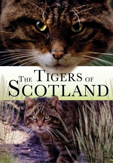 The Tigers of Scotland